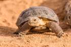 Arizona-Santa Cruz County Young desert tortoise captive Art Print